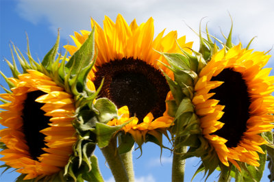 Summer Sunflowers