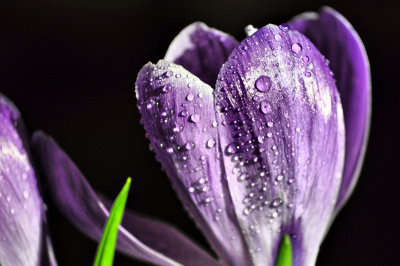 Purple Crocus and Raindrops