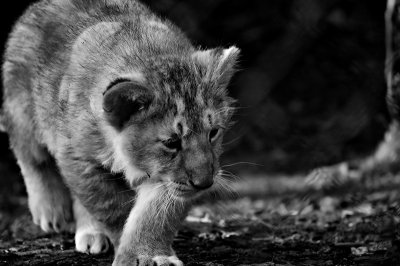 Lion Cub in Black and White