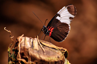Sapho Longwing Butterfly