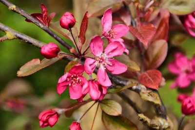 Pink Blossom