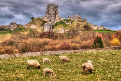 Sheep in front of Castle Ruins at Corfe Castle