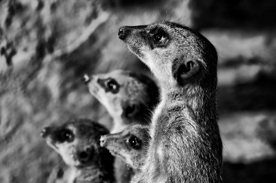 Meerkats in Black and White
