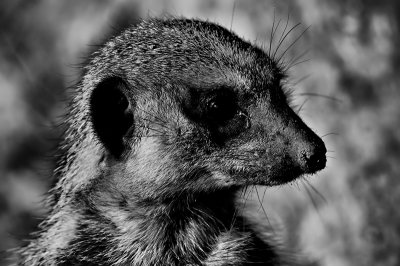 Close-up of Meerkat in Black and White