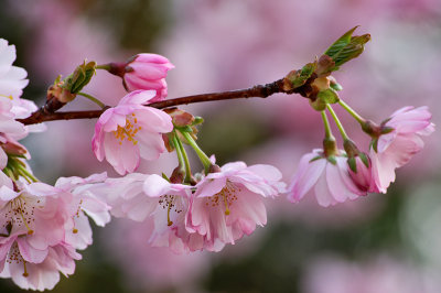 Pink Cherry Blossom