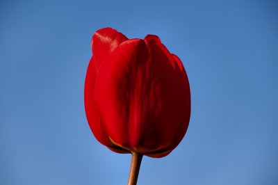 Single Red Tulip