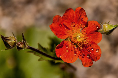 Close-up of Geum x Borisii (Cooky) with Raindrops