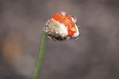 Close-up of Orange Poppy Bud with Waterdrops