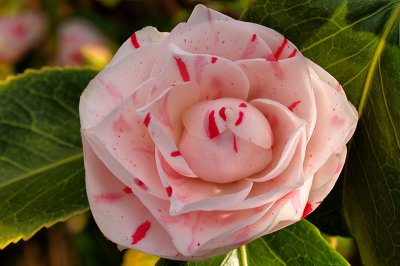 Pink and White Striped Camellia