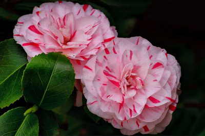 Pink and White Striped Camellias