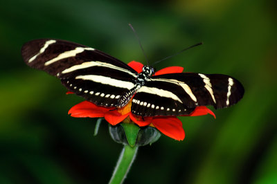 Zebra Long-Wing Butterfly