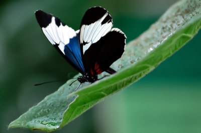 Sapho Longwing Butterfly