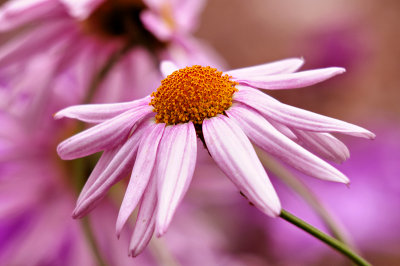 Pink Argyranthemum (Dill Daisy)