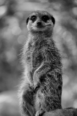 Meerkat in Black and White
