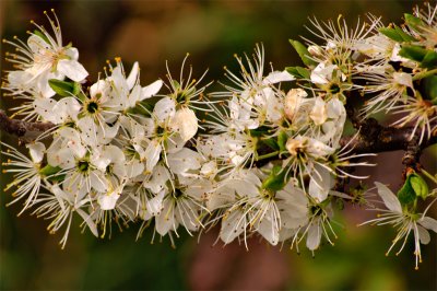 White Flowers