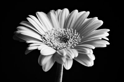 Gerbera Daisy in Black & White