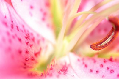 Stargazer Lilly