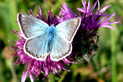 Chalkhill Blue Butterfly on Knapweed