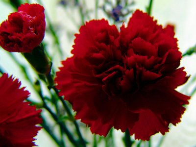 Red Carnations