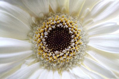 Close-up of White Gerbera Daisy