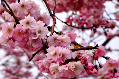 Pink Spring Blossom