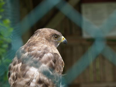 Birds of Prey Centre