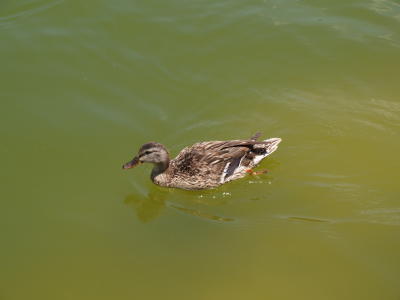 Duck on Reflecting Pond
