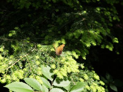 Crawford Lake Insect Life (1)