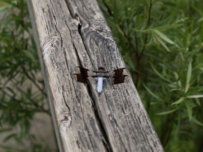 Crawford Lake Insect Life (2)