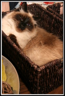 This is one of Angela's cats... Max. He just sits happily in a basket on the coffee table for hours. It was hilarious.