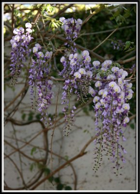 Spring At Brookgreen Gardens (April, 2011)