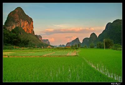 Rice fields at sunset