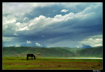 A lone horse, Lijiang area
