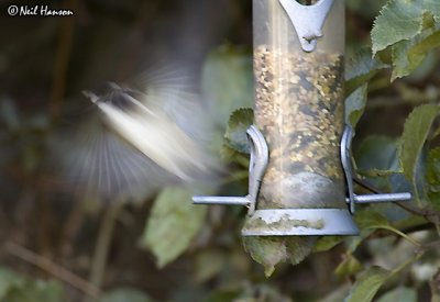 Coal Tit Take-Off