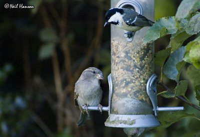 Coal Tit & Greenfinch
