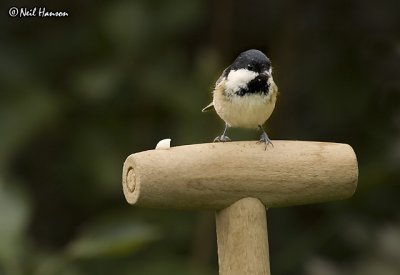 Coal Tit
