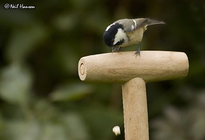 Coal Tit - Whoops!