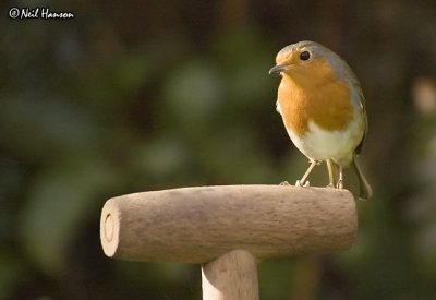 Robin