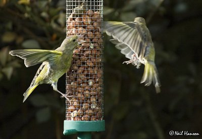 Finch Fight
