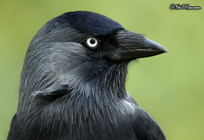 Jackdaw