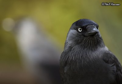 Jackdaws