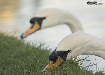 Swans