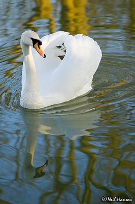 Swan