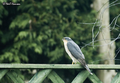 Sparrow Hawk