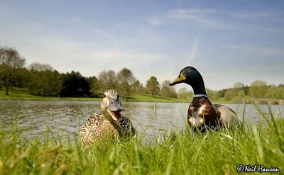 Ducks in the Grass