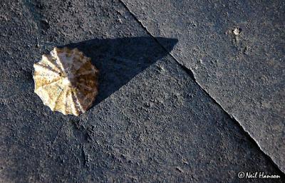 Shell & Barnacle
