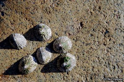 Shells