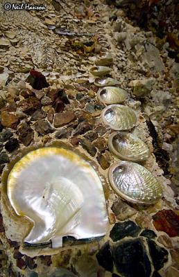 Shell Grotto