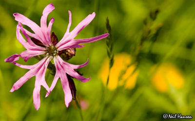 Ragged Robin