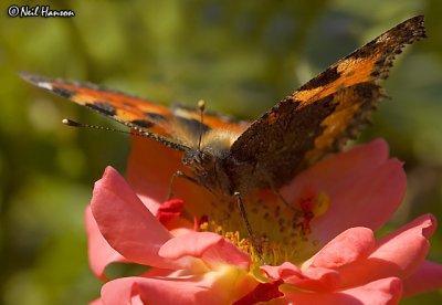 Basking Butterfly Rose